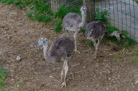 Three emu babies in an enclosure Stock Photos