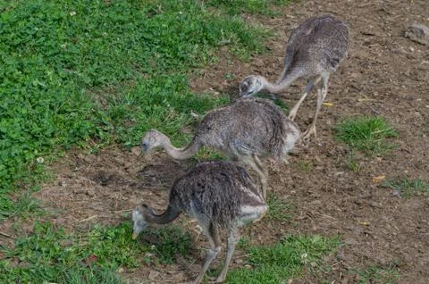 Three emu babies lined up Stock Photos