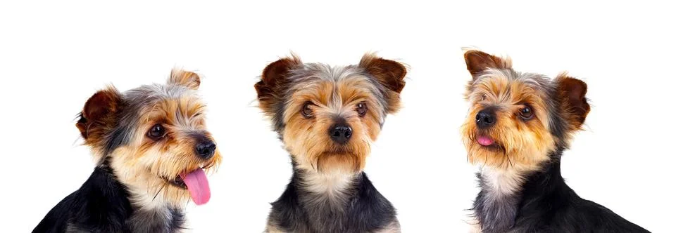 Three equal dogs Foto stock