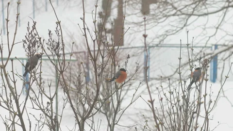 Three Eurasian bullfinch sit on the branches of the lilac. Winter Stock Footage 87393466