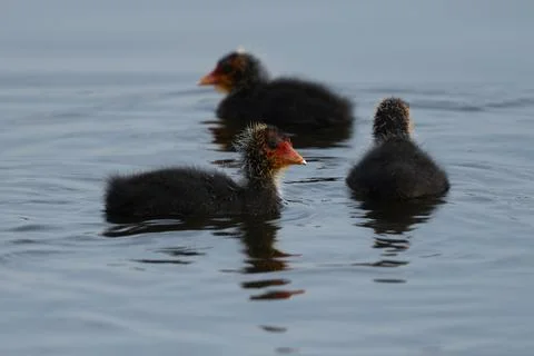 Three Eurasian Coots Chick Growing Up Stock Photos