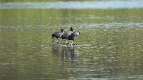 Three Eurasian Coots perched on a log in a lake Vidéo 162971835