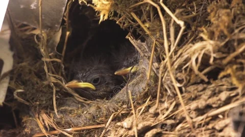 Three Eurasian wren chicks peek and play inside nest built in a daylight lamp Stock Footage 313953346