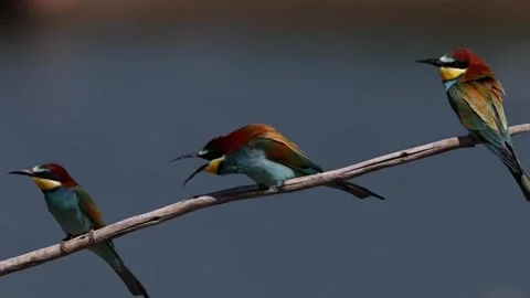 Three european beeeaters perched on a branch against a blurred background Stock Footage 335248857