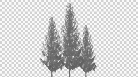 Three evergreen pine trees isolated on transparent background イラスト素材