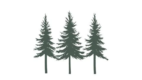 Three evergreen spruce trees. Dark green branches with natural texture. Logo イラスト素材