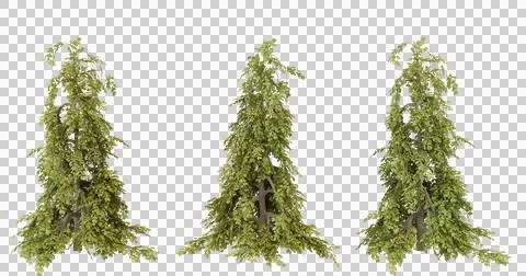 Three evergreen trees isolated Stock Photos
