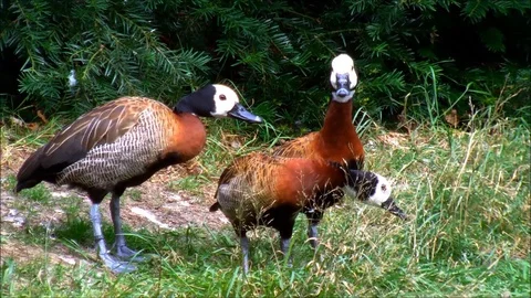 Three exited White-faces whistling ducks in grass Stock Footage 93542676