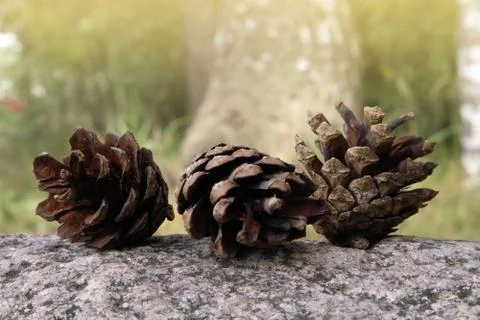 Three fallen opened ripe pine cones lying on the granite boulder Stock-Fotos
