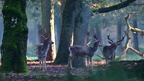 Three fallow bucks standing in the forest and look, mating time Stock Footage 126025770