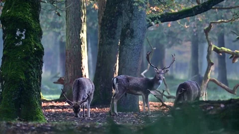Three fallow bucks standing in the forest, mating time Video stock 126212965