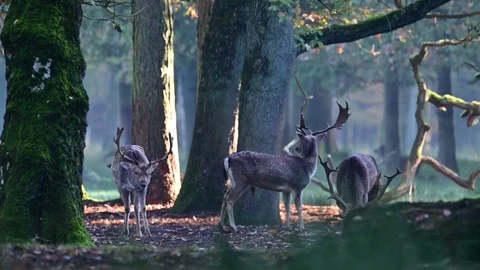 Three fallow bucks standing in the forest and smell, mating time Stock Footage 126212986
