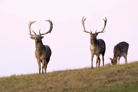 Three fallow deer approaching on horizont in autumn Stock Photos