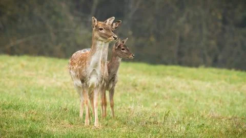Three fallow deer does standing on a field in autumn nature. Stock Photos