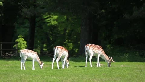 Three fallow deer grazing Stock Footage 168542975