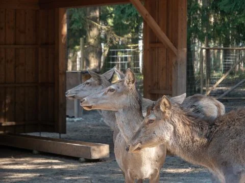 Three Fallow deer looking to the left Stock Photos