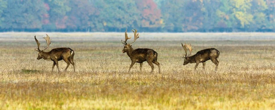 Three fallow deer stags Stock Photos