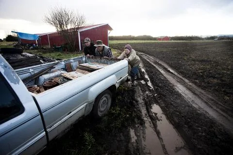 Three farmers push an old pickup truck out of the mud at an organic farm. Stock Photos