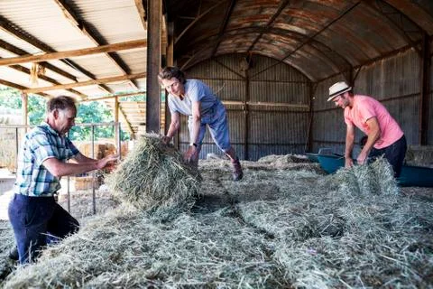 Three farmers stacking hay bales in a barn. Stock Photos