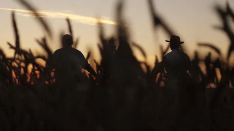 Three farmers wheat field raised their hands up, agriculture, Farmers Stock Footage 295809518