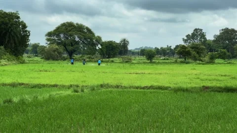 Three Farmers Working Across Lush Green Rice Fields Under Overcast Monsoon Sky Stock Footage 343826007