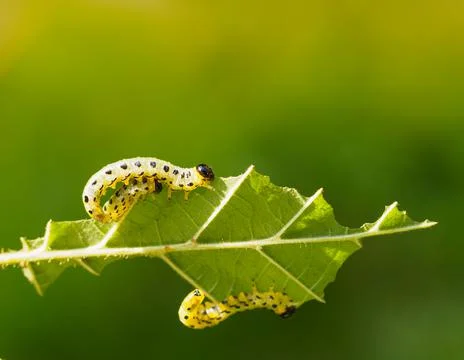 Three fat caterpillars devour one hazel leaf. 写真素材