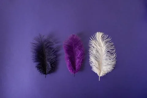 Three feathers of different colors on a purple background. Foto stock