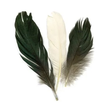Three feathers Three feathers on white background Copyright: xZoonar.com/N... Stock-Fotos