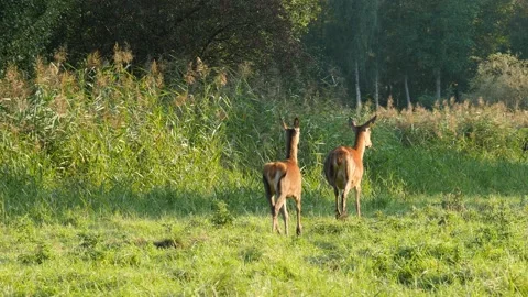 Three female deer in open field Stockbeeldmateriaal 171760059