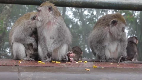 Three female macaques with cubs Stock Footage 149502401