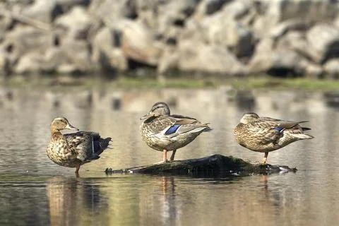 Three female mallards in a row. Stock Photos