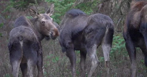 Three female moose browse as one looks toward camera Stock Footage 341529067