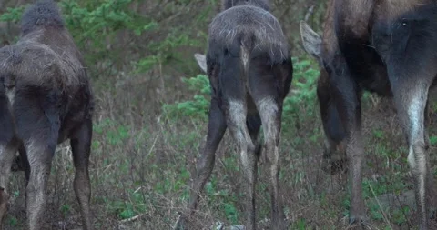 Three female moose browsing uphill in North America Stock Footage 341528689