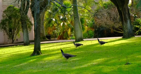 Three female peacocks run through a sun dappled zoo park with tall trees, grass Stock Footage 309654327