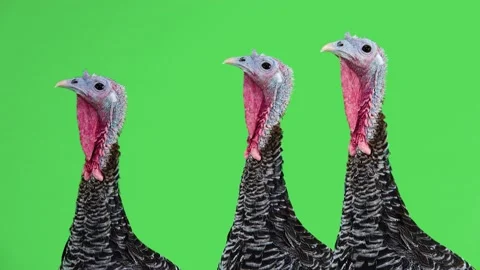 Three  female turkeys looking in different directions on the green for Thanks Stock Footage 140969939