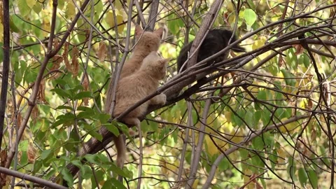 Three feral kittens trying to climb a tree. Stock Footage 332748151