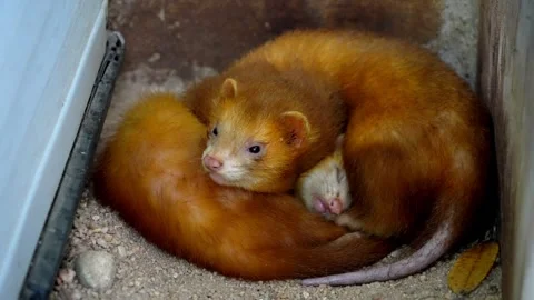 Three ferret sleep together Video stock 330761788