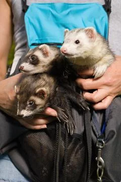 Three ferrets resting in soft pouch between running in summer park Stock Photos