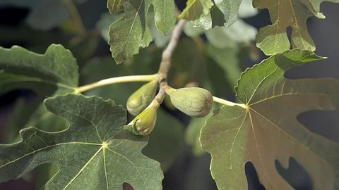 Three figs on the branch of a fig tree Video stock 78175500