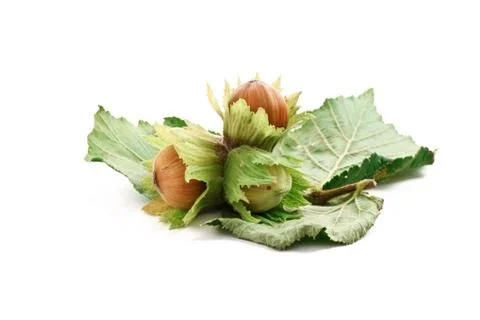 Three filberts Stock Photos