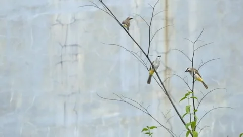 Three finches playing in the tree in the yard Video stock 270372570