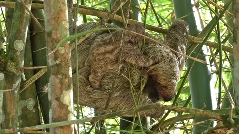 Three-finger sloth with baby Video stock 102944288