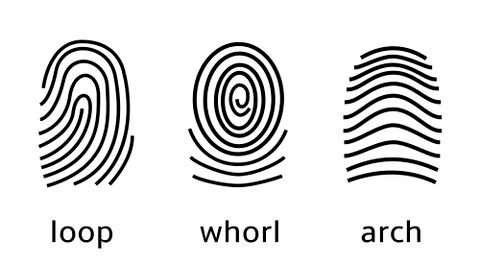 Three fingerprint types on white background. Loop, whorl, arch patterns Stock Illustration
