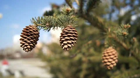 Three fir cones on the branch (close up) Stock Footage 22975730
