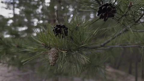 Three fir cones on a branch in a spring forest. A branch with needles and cones Stock Footage 309017997