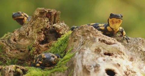 Three fire salamanders (Salamandra salamandra) Stock Footage 317175461