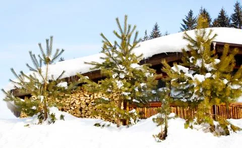 Three firs Stock Photos