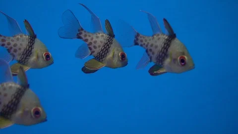 Three fish in aquarium. Stock Footage 92609889