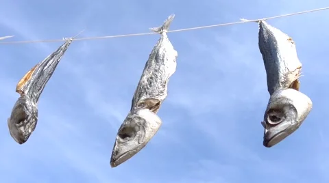 Three fish drying on strings against the sky Stock Footage 63636975