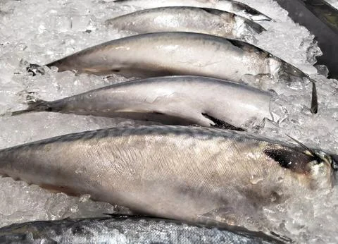 Three fish on the ice Stock Photos